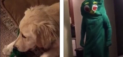 Dog Is Amazed When Owner Dresses Like His Favorite Chewtoy