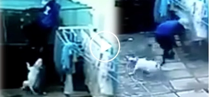 Heroic pitbulls viciously attack thief breaking into house
