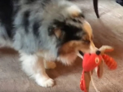 Dog Gets A Present On Christmas And Immediately Begins Playing With It