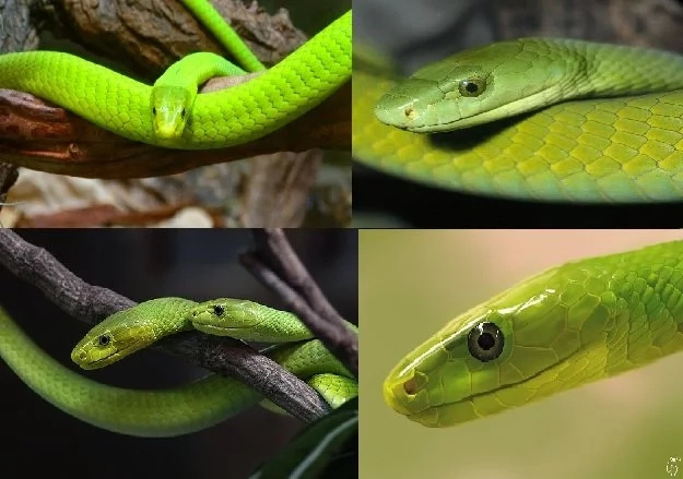 These GREEN DEADLY SNAKES might be in your courtyard. Find out how these two venomous Mumbas fight. These GREEN DEADLY SNAKES might be in your courtyard. Find out how these two venomous Mumbas fight.