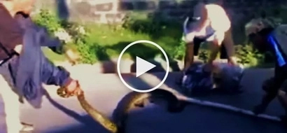 Watch these brave Pinoys try to capture an aggressive giant snake to protect their neighborhood!