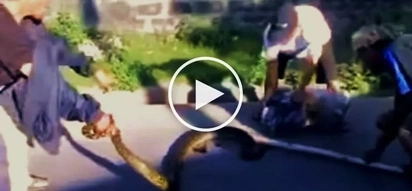 Watch these brave Pinoys try to capture an aggressive giant snake to protect their neighborhood!