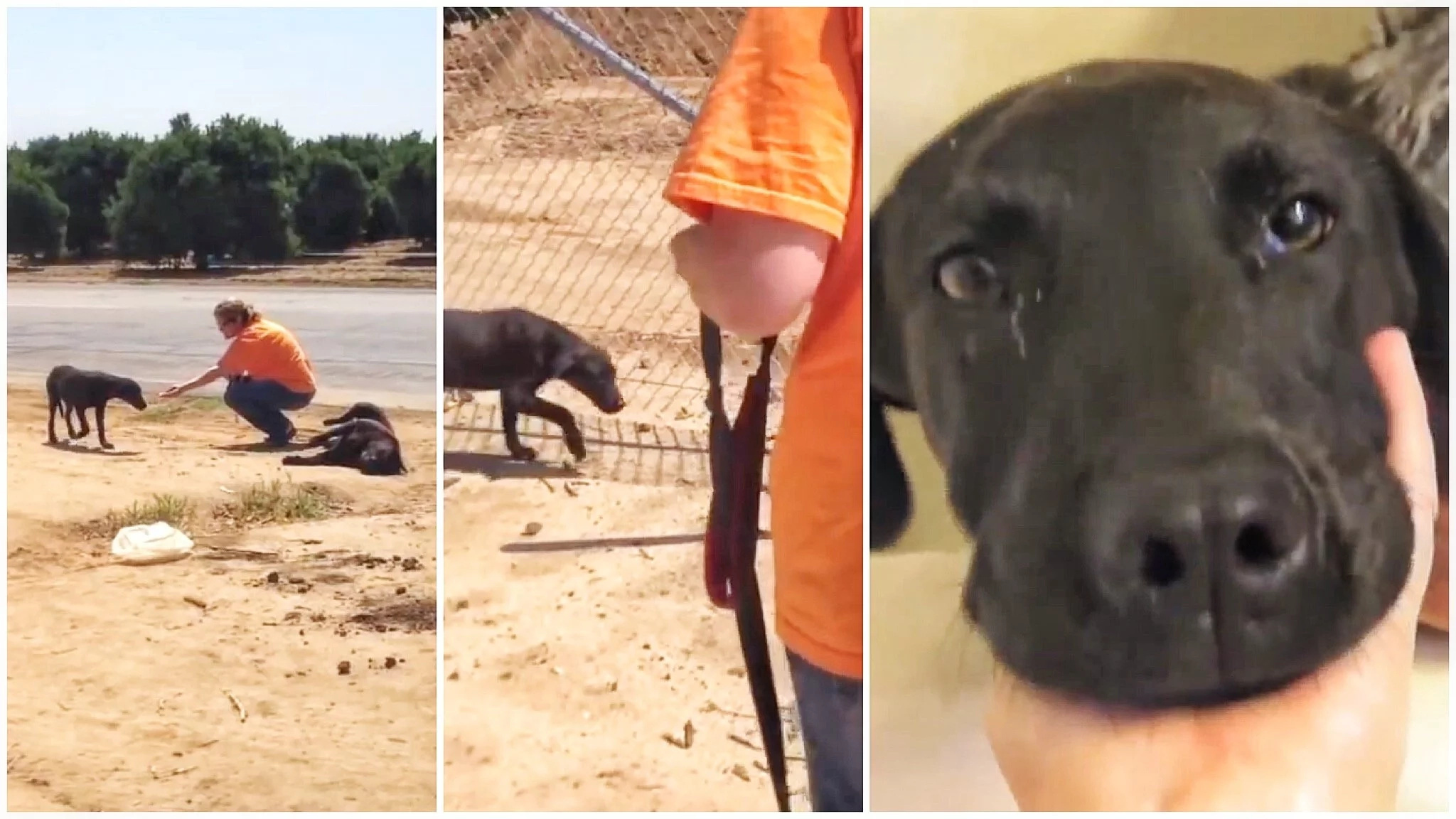 A Dog Tale That Will Tug Your Heartstrings: VIRAL VIDEO of a Pup's Inspiring Transformation A Dog Tale That Will Tug Your Heartstrings: VIRAL VIDEO of a Pup's Inspiring Transformation