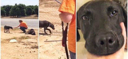 VIRAL VIDEO of a Pup's Amazing & Inspiring Transformation