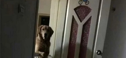 The reason why this dog looks out for his owner before he sleeps will make you cry a river