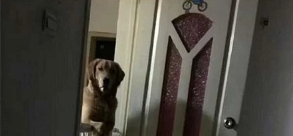 The reason why this dog looks out for his owner before he sleeps will make you cry a river