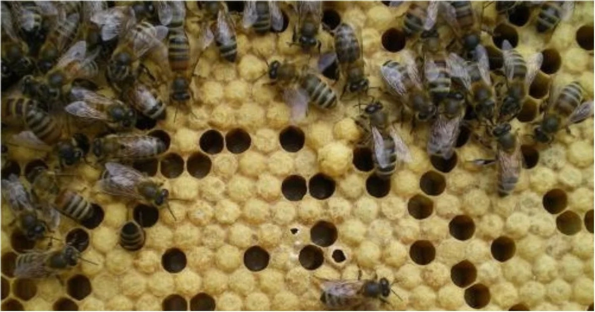 Meet the family which has been living with an open beehive in their living room for 12 years Meet the family which has been living with an open beehive in their living room for 12 years