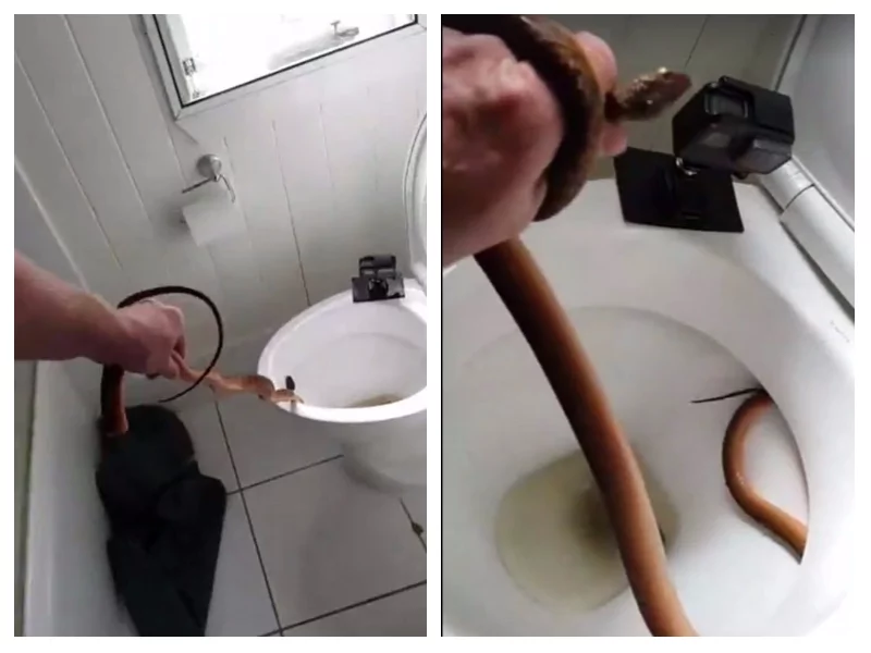 Morning of terror! Family wakes up to find venomous python hiding in their toilet, calls snake catcher Morning of terror! Family wakes up to find venomous python hiding in their toilet, calls snake catcher