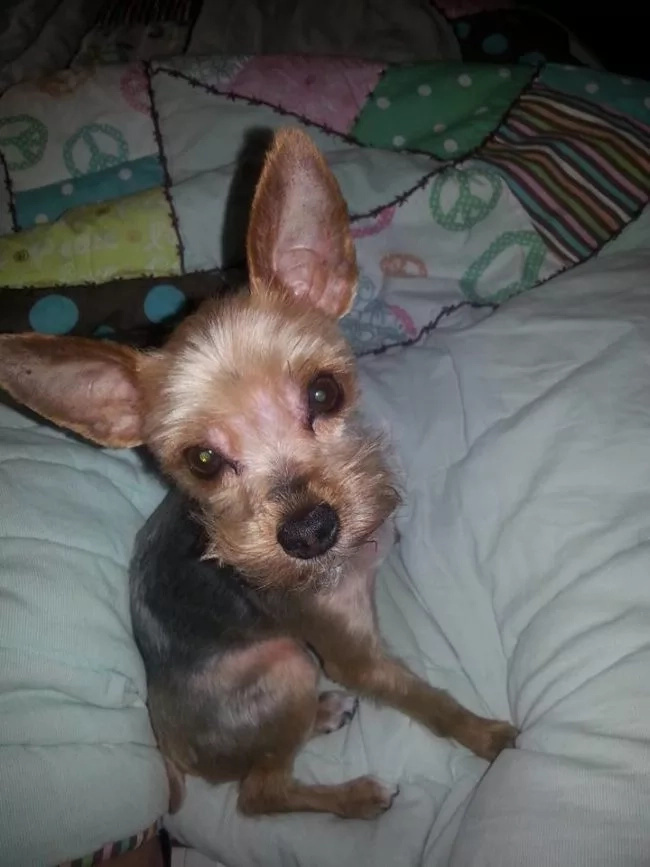 What A Neighbor Did To This Girl's Dog Broke Her Heart And Scarred Her For Life What A Neighbor Did To This Girl's Dog Broke Her Heart And Scarred Her For Life