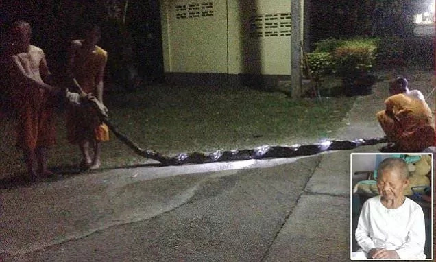 God is great! 8-meter long python attacks nun, bites and tries to squeeze life out of her God is great! 8-meter long python attacks nun, bites and tries to squeeze life out of her
