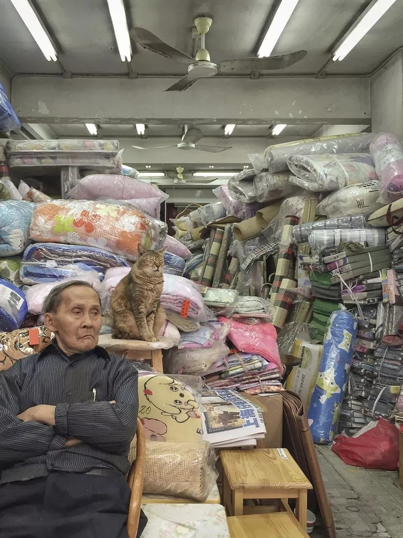Forget Everything And Watch The SECRET Life Of Cats (10+ Pics) Forget Everything And Watch The SECRET Life Of Cats (10+ Pics)