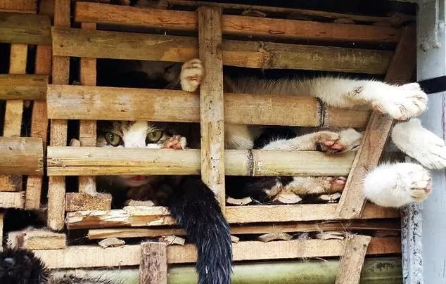 Il camion era pieno di gabbie piene di gatti spaventati. Improvvisamente i poliziotti lo fermano e guardano dentro