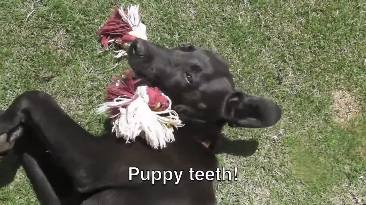 A Dog Tale That Will Tug Your Heartstrings: VIRAL VIDEO of a Pup's Inspiring Transformation A Dog Tale That Will Tug Your Heartstrings: VIRAL VIDEO of a Pup's Inspiring Transformation