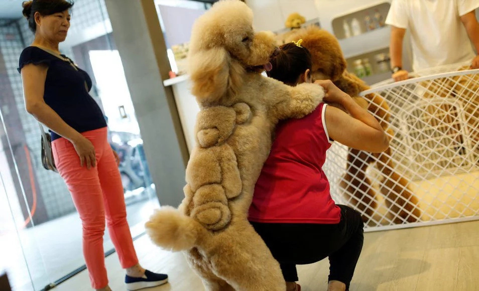Incredible Taiwanese Salon Performs Cute Haircuts On Pets