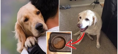 Dogs are man’s best friend because of their commitment. One day this labrador starts eating only half of her food for her companion.