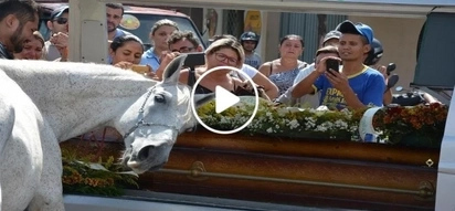 Heart-wrenching video shows emotional horse breaks down upon seeing its dead owner's coffin