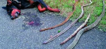 LOOK: 4 cobra tried to enter family's home; what this pet dog did will make you cry