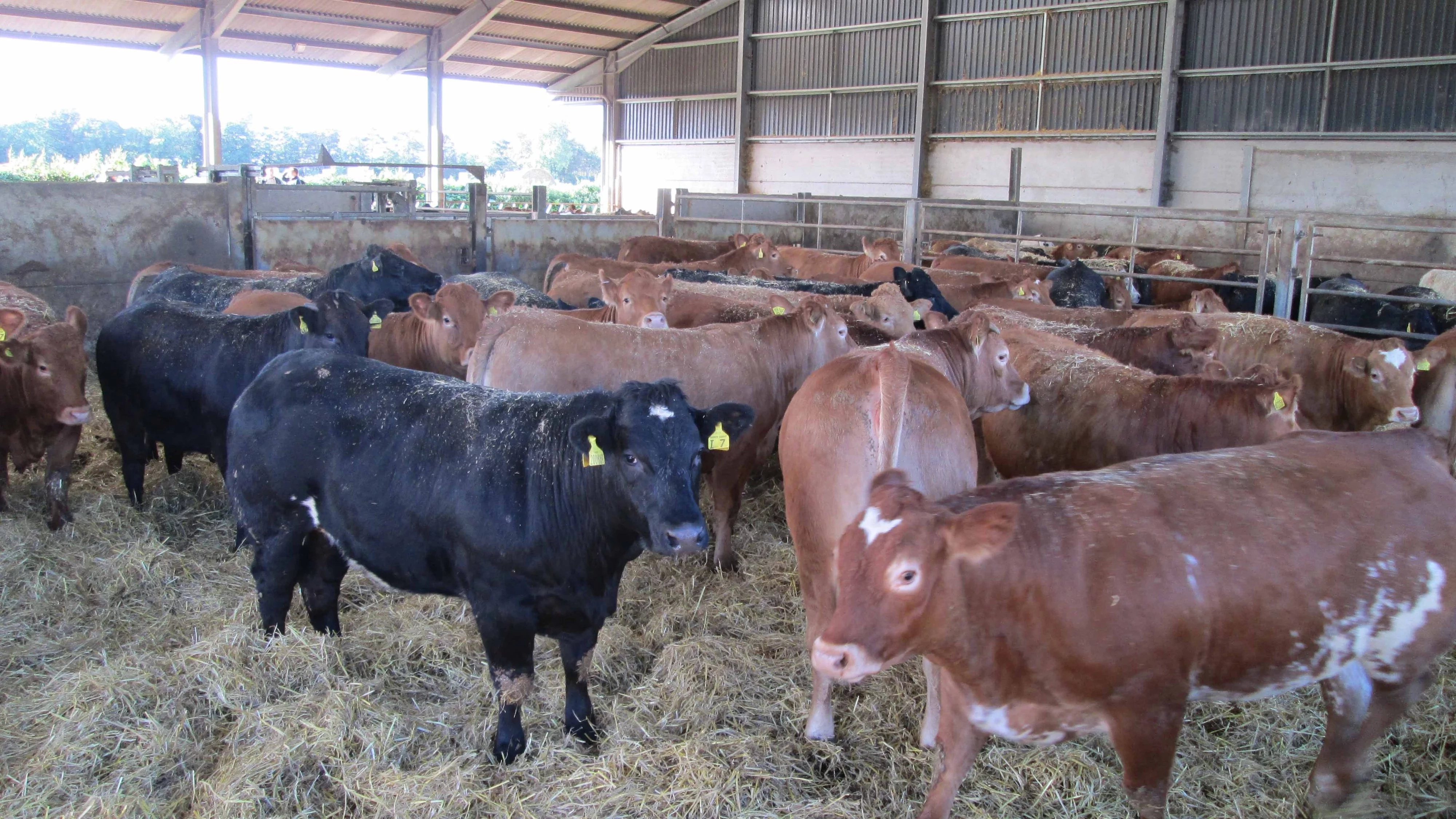 beef-farming-in-kenya-2018-is-it-still-worth-it-tuko-co-ke