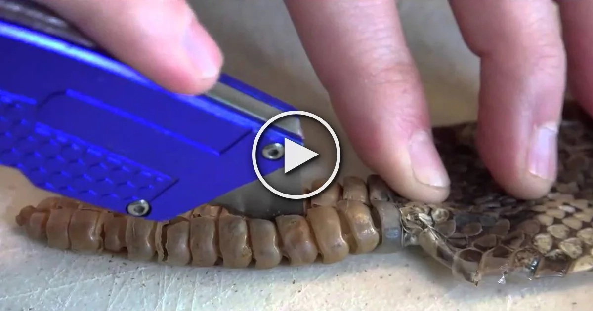What they found inside a rattlesnake rattle is not what you expect at all