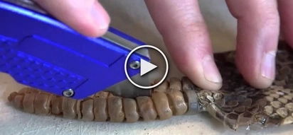 What they found inside a rattlesnake rattle is not what you expect at all