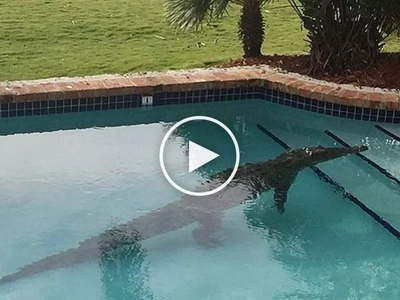 Bahala ka na diyan! Scared man abandons girlfriend as deadly crocodile attacks them in swimming pool