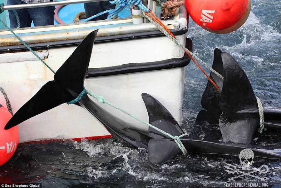 120 whales slaughtered in Faroe Islands this week as part of celeb 120 whales slaughtered in Faroe Islands this week as part of celeb
