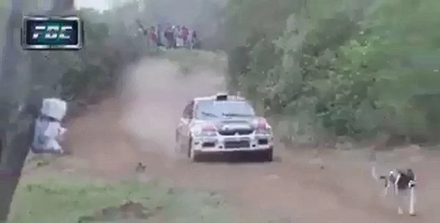 Inches from death! Freakingly lucky dog dodges a race car Inches from death! Freakingly lucky dog dodges a race car