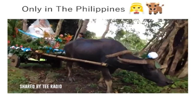 Pinay bride rides a carabao carriage to her wedding, truly “Only In The Philippines” Pinay bride rides a carabao carriage to her wedding, truly “Only In The Philippines”
