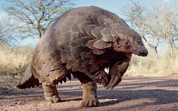 Asians believe Pangolin scales can cure cancer