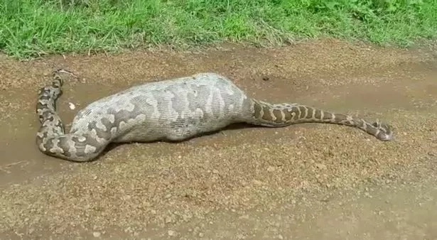 Python tries to swallow an antelope whole and dies Python tries to swallow an antelope whole and dies