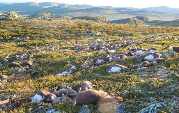 300 reindeers were killed by a devastating lighting strike (PICS) 300 reindeers were killed by a devastating lighting strike (PICS)
