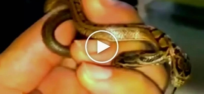 Filipino exotic pet owner shows off his terrifying two-headed snake