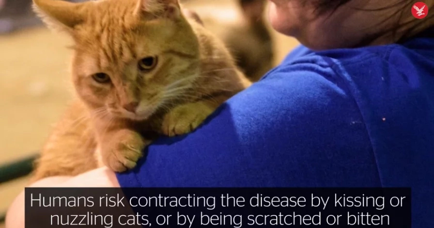 Here's Why You Should NEVER Hug Your Cat Here's Why You Should NEVER Hug Your Cat