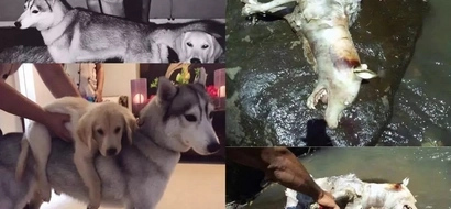 Missing dog suffers brutal death at the hands of its abductor