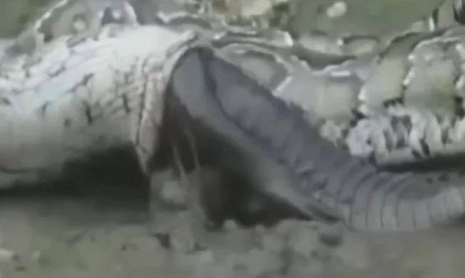 Deadly Titan Fight: Anaconda & Pythons vs Crocodiles & Alligators Deadly Titan Fight: Anaconda & Pythons vs Crocodiles & Alligators