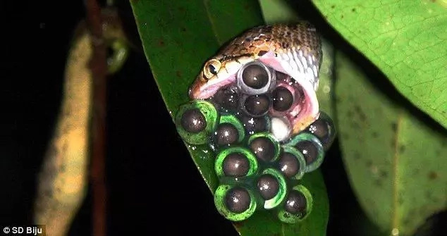 Scientists' discover the 7th sex position for frogs Scientists' discover the 7th sex position for frogs