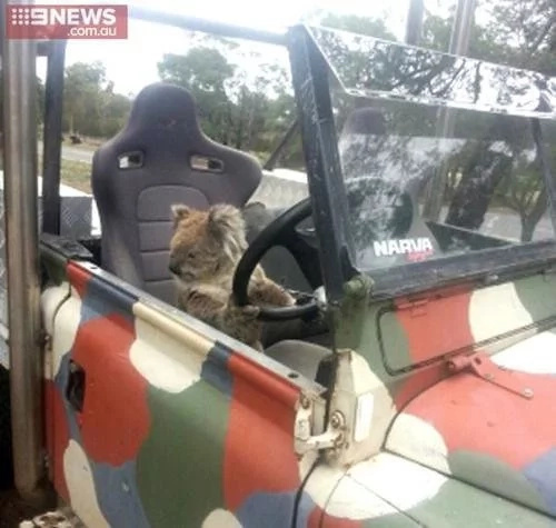 #KoalaTheftAuto. This amusing animal really steals the car for hilarious reasons #KoalaTheftAuto. This amusing animal really steals the car for hilarious reasons