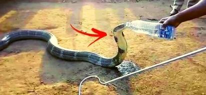 This deady cobra was caught on video drinking from a water bottle held by a brave animal rescue worker! Watch the heart-stopping clip here