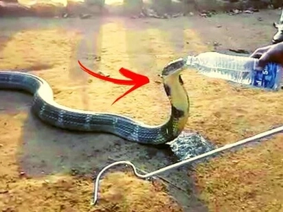 This deady cobra was caught on video drinking from a water bottle held by a brave animal rescue worker! Watch the heart-stopping clip here