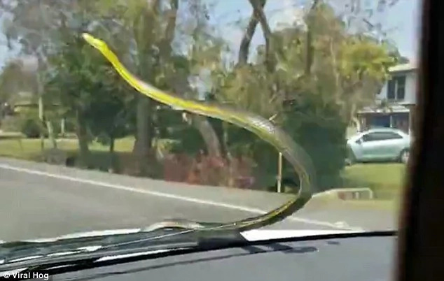 Scary moment as brave woman films snake slithering across windshield Scary moment as brave woman films snake slithering across windshield