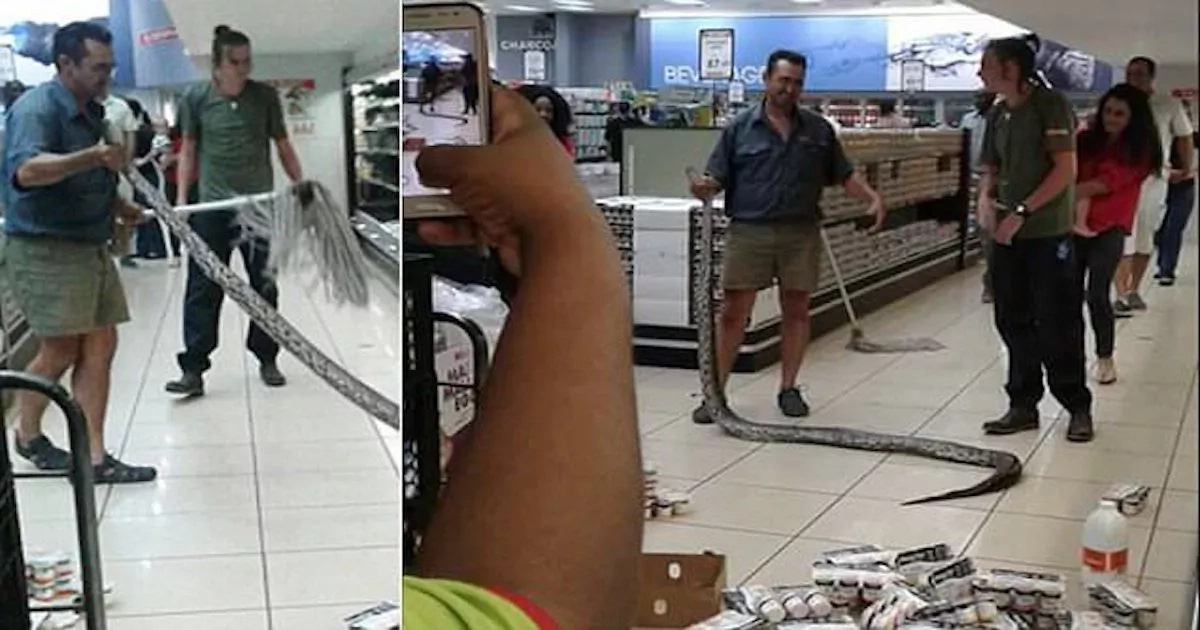 Surprise! Woman gets shock of her life after pulling 3.6-meter PYTHON from supermarket's fridge (photos, video)