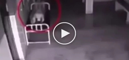 What the camera captured after her death makes you believe in the eternal life (video)