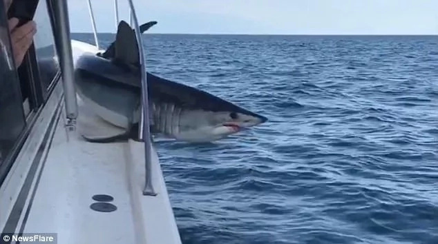 Anglers in disbelief as mako shark leaps onto boat; video