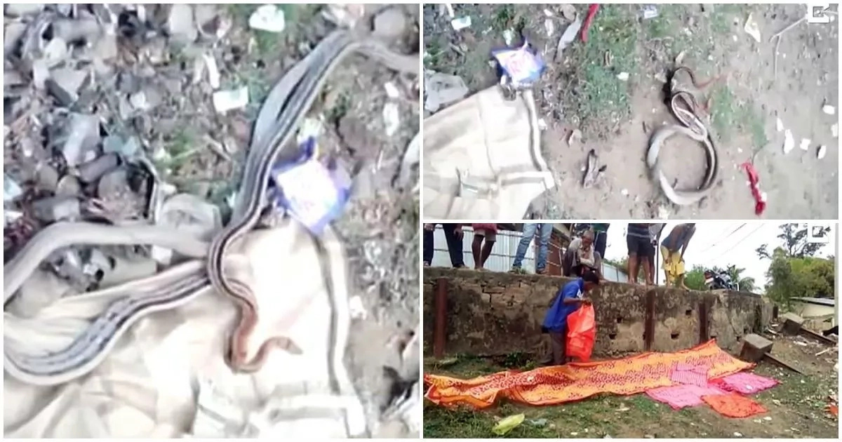 Villagers encounter snakes in LOVE, cover them with saris to give them privacy (photos, video)