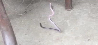 Shocking Fight Between A Spider And A Snake That Got Caught In Its Web