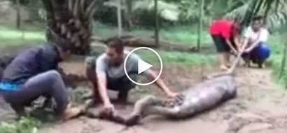 Brave Filipino farmers wrestle with scary giant snake after it swallowed their goat