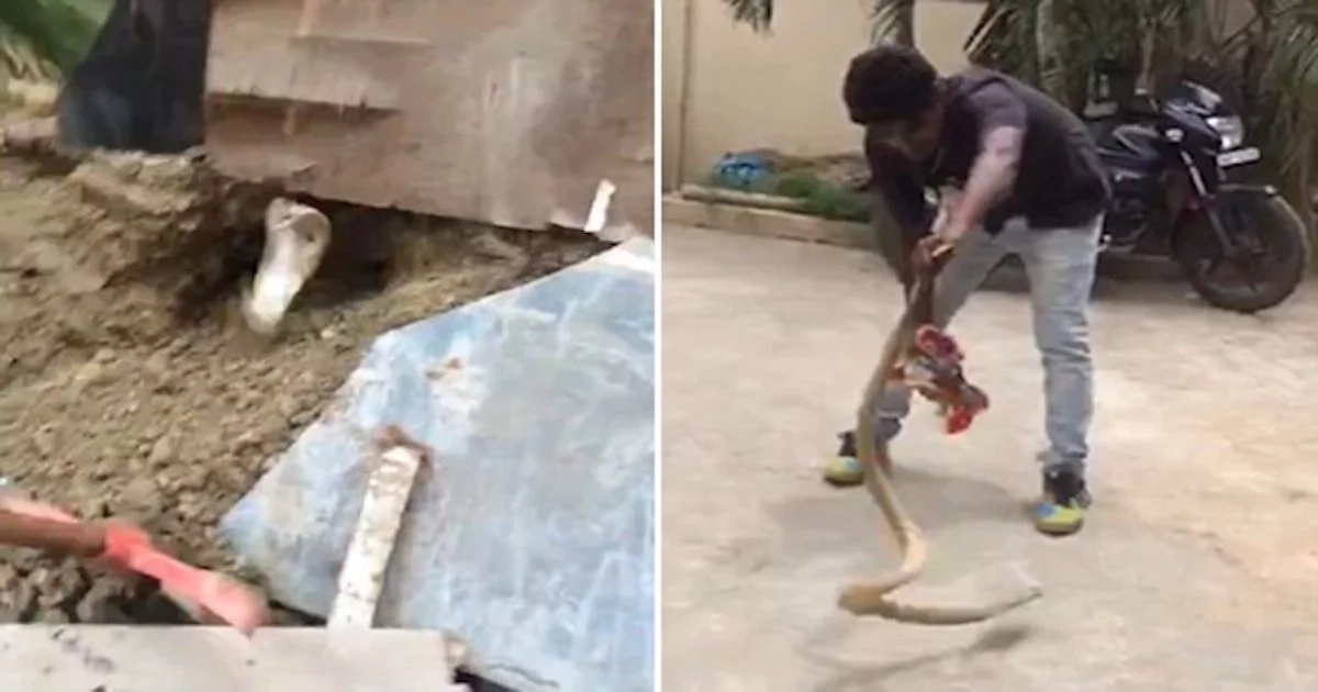 Terrifying moment! See how giant cobra leaps out of hole and attacks brave man (photos, video)