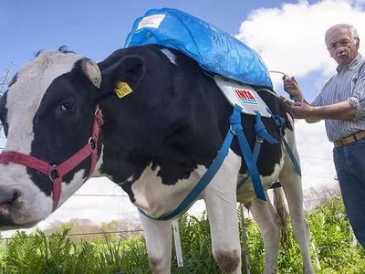 Argentinian cows collect their farts in backpacks! You will be amazed by the reason!