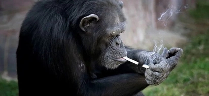 Amazing Chimp In North Korean Zoo Lights And Smokes Cigarettes