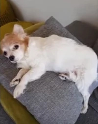 Dog's reaction after owner raised his middle finger went viral Dog's reaction after owner raised his middle finger went viral